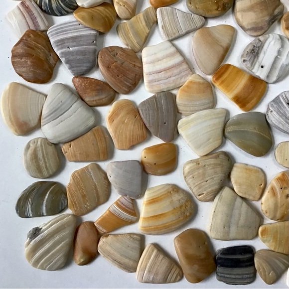 100 Seashell Fragments Smooth Natural Clam Shell Pieces Jewelry Art Crafts Decor - Picture 4 of 6